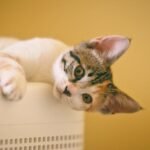 Cute kitten with patterned fur lounging indoors against a warm yellow background, showcasing its playful nature.