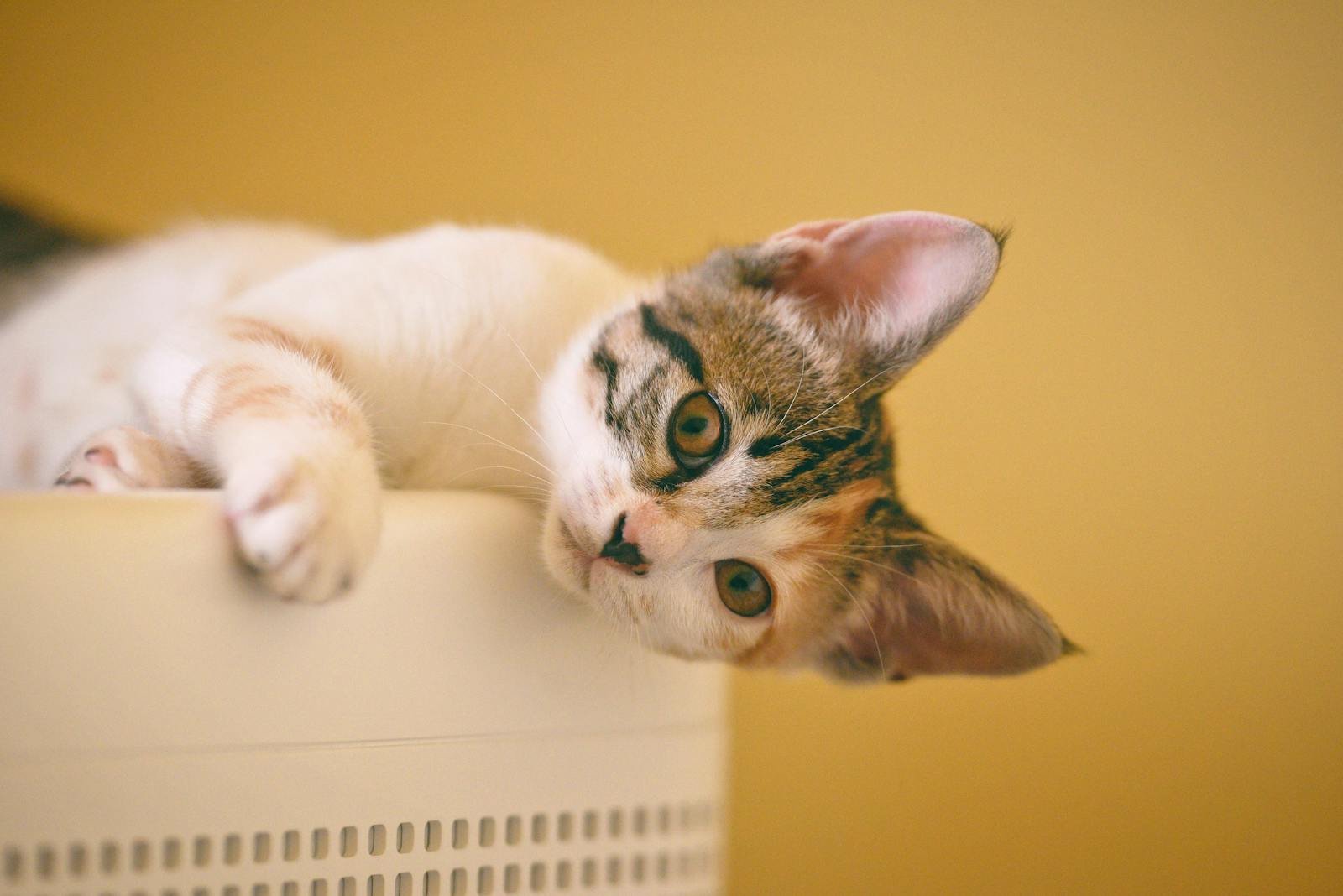 Cute kitten with patterned fur lounging indoors against a warm yellow background, showcasing its playful nature.