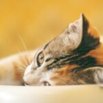 Cute tabby kitten relaxing, showcasing its whiskers and fluffy fur in a close-up shot.