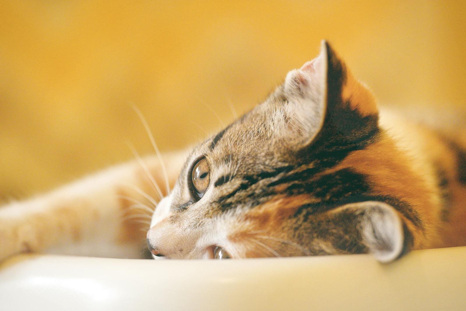 Cute tabby kitten relaxing, showcasing its whiskers and fluffy fur in a close-up shot.