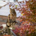 A tabby cat sitting on a wooden beam surrounded by colorful autumn foliage.