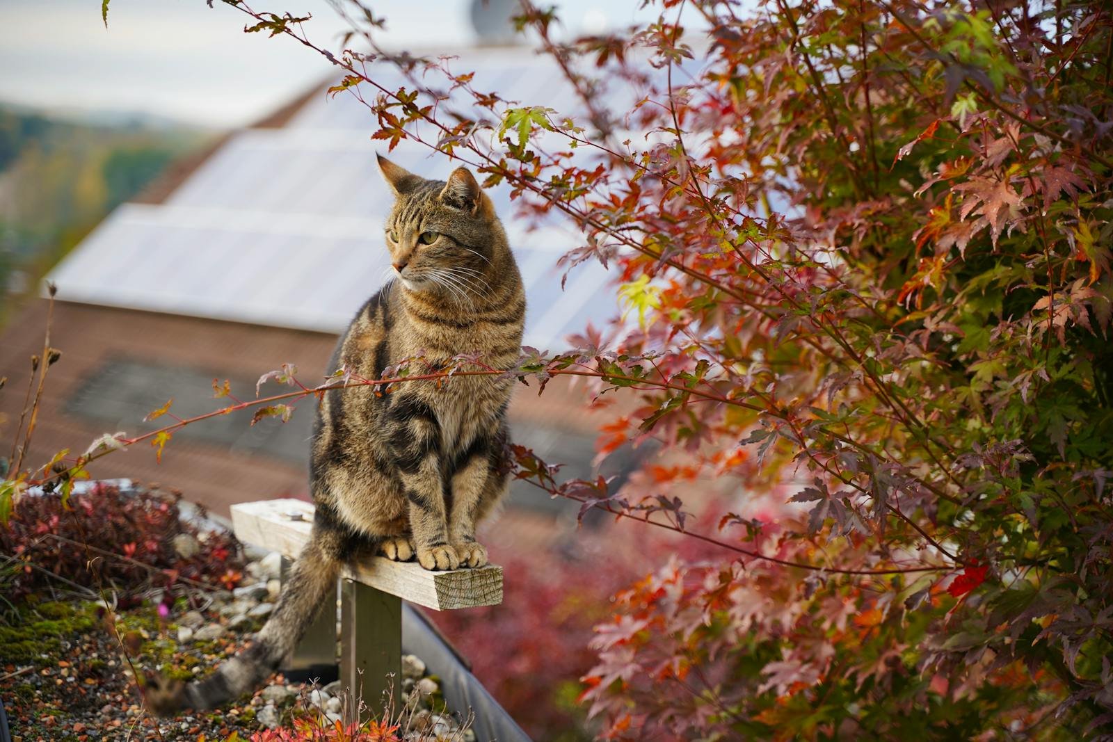 A tabby cat sitting on a wooden beam surrounded by colorful autumn foliage.