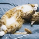 A cute tabby cat peacefully sleeping on a bed indoors, emphasizing relaxation and comfort.
