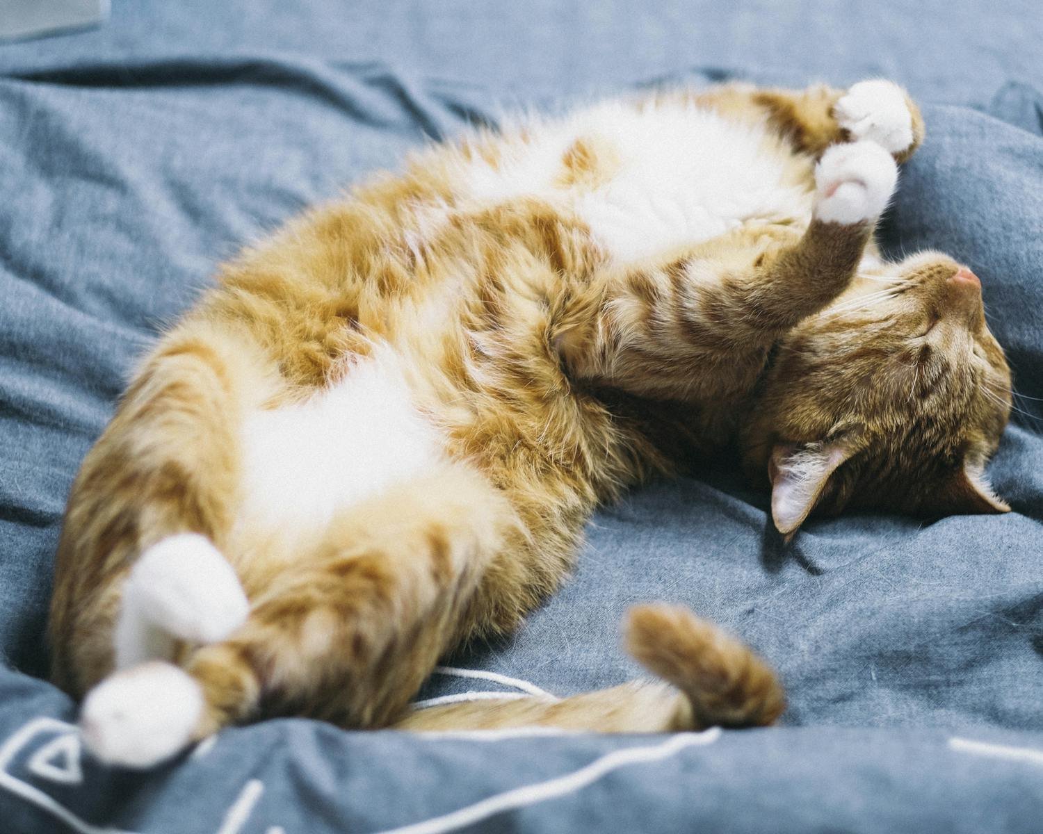 A cute tabby cat peacefully sleeping on a bed indoors, emphasizing relaxation and comfort.