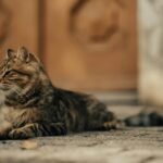 Cute tabby cat lounging outdoors on a sunny sidewalk.
