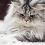 An adorable close-up of a fluffy grey Persian cat resting indoors.