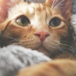 Close-up portrait of a ginger tabby cat wrapped in a cozy blanket, showcasing its curious eyes.