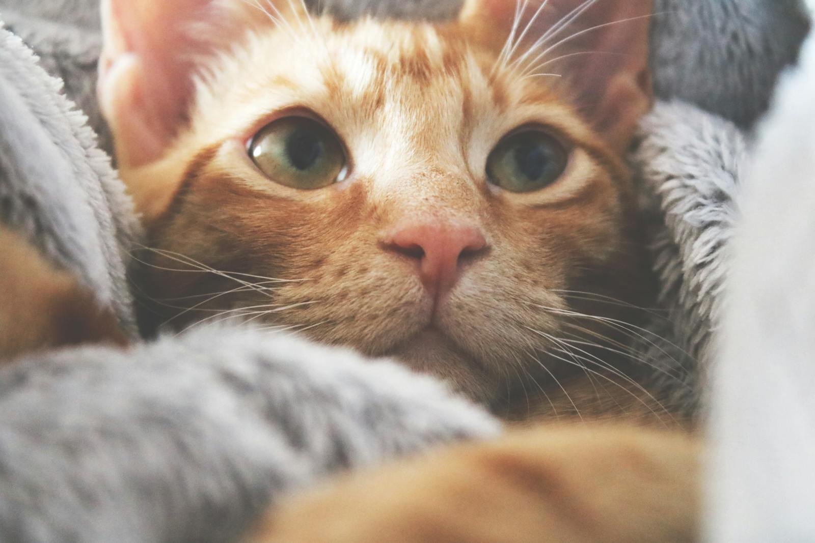 Close-up portrait of a ginger tabby cat wrapped in a cozy blanket, showcasing its curious eyes.