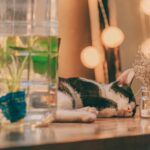 A relaxed cat sleeping on a table with decorative bottles and plants indoors.