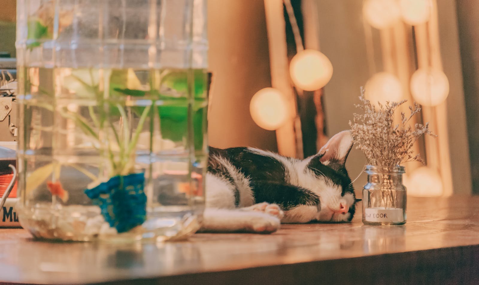 A relaxed cat sleeping on a table with decorative bottles and plants indoors.