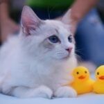 Charming white cat with blue eyes lying beside yellow rubber ducks.
