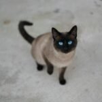 A beautiful Siamese cat with piercing blue eyes captured outdoors in Portugal.
