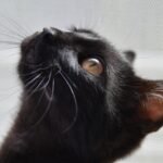 cat, black, golden eyes, the cat is watching, domestic cat, kitten, lies, looking cat, animal, nature, pet, calm cat, cat, cat, cat, cat, cat, the cat is watching, the cat is watching, kitten, kitten, lies, lies