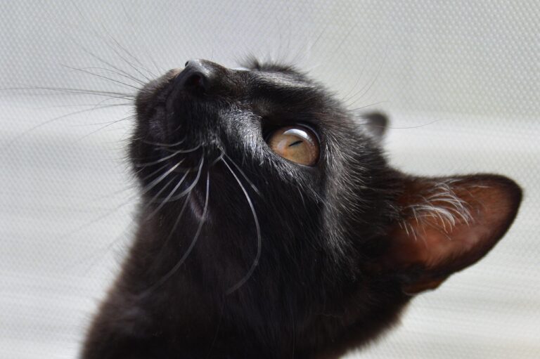 cat, black, golden eyes, the cat is watching, domestic cat, kitten, lies, looking cat, animal, nature, pet, calm cat, cat, cat, cat, cat, cat, the cat is watching, the cat is watching, kitten, kitten, lies, lies