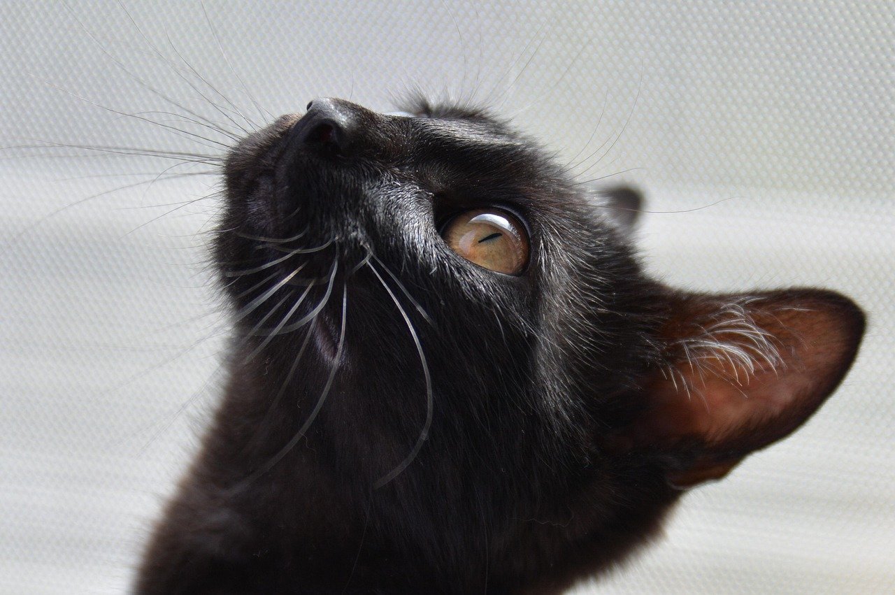 cat, black, golden eyes, the cat is watching, domestic cat, kitten, lies, looking cat, animal, nature, pet, calm cat, cat, cat, cat, cat, cat, the cat is watching, the cat is watching, kitten, kitten, lies, lies
