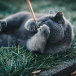 A playful Russian Blue cat enjoying a sunny day in the garden.