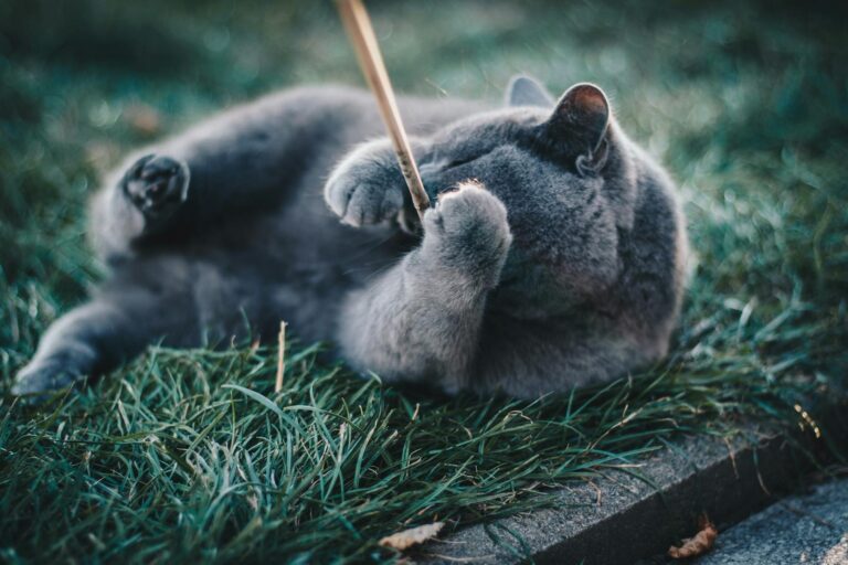 A playful Russian Blue cat enjoying a sunny day in the garden.
