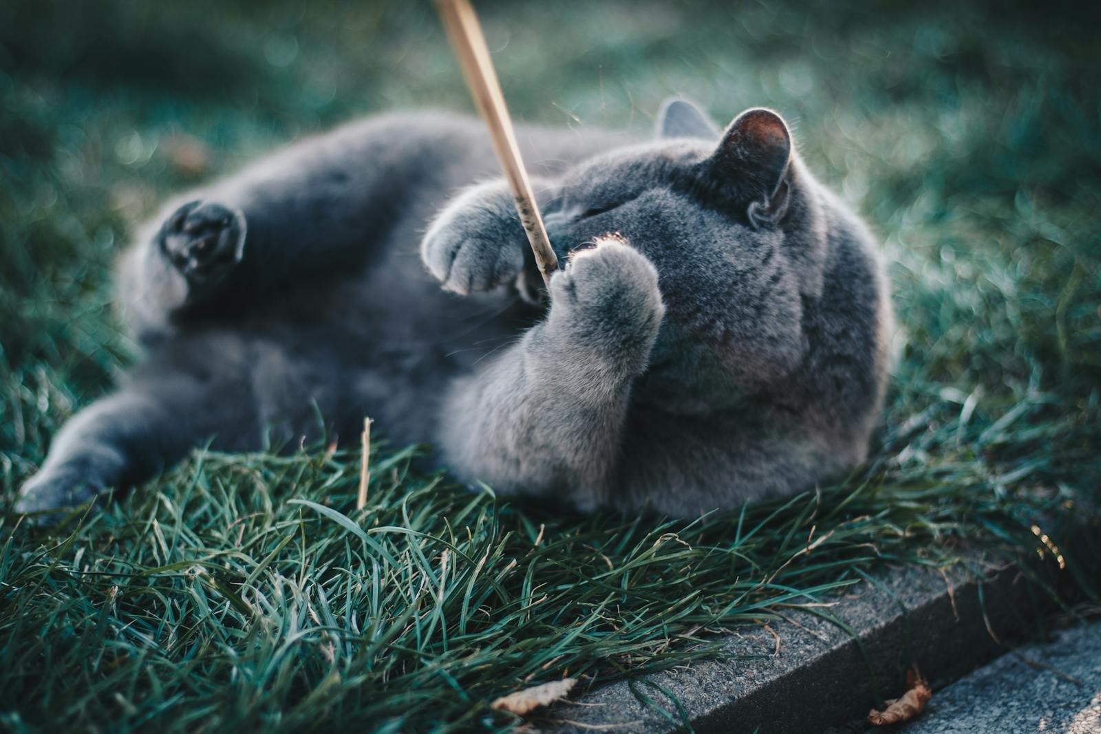 A playful Russian Blue cat enjoying a sunny day in the garden.