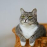 Adorable European Shorthair cat sitting in a basket, looking curious and calm.