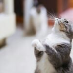 Adorable grey and white cat standing playfully on hind legs indoors.