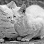 Two cats nuzzling in a heartwarming black and white close-up scene.