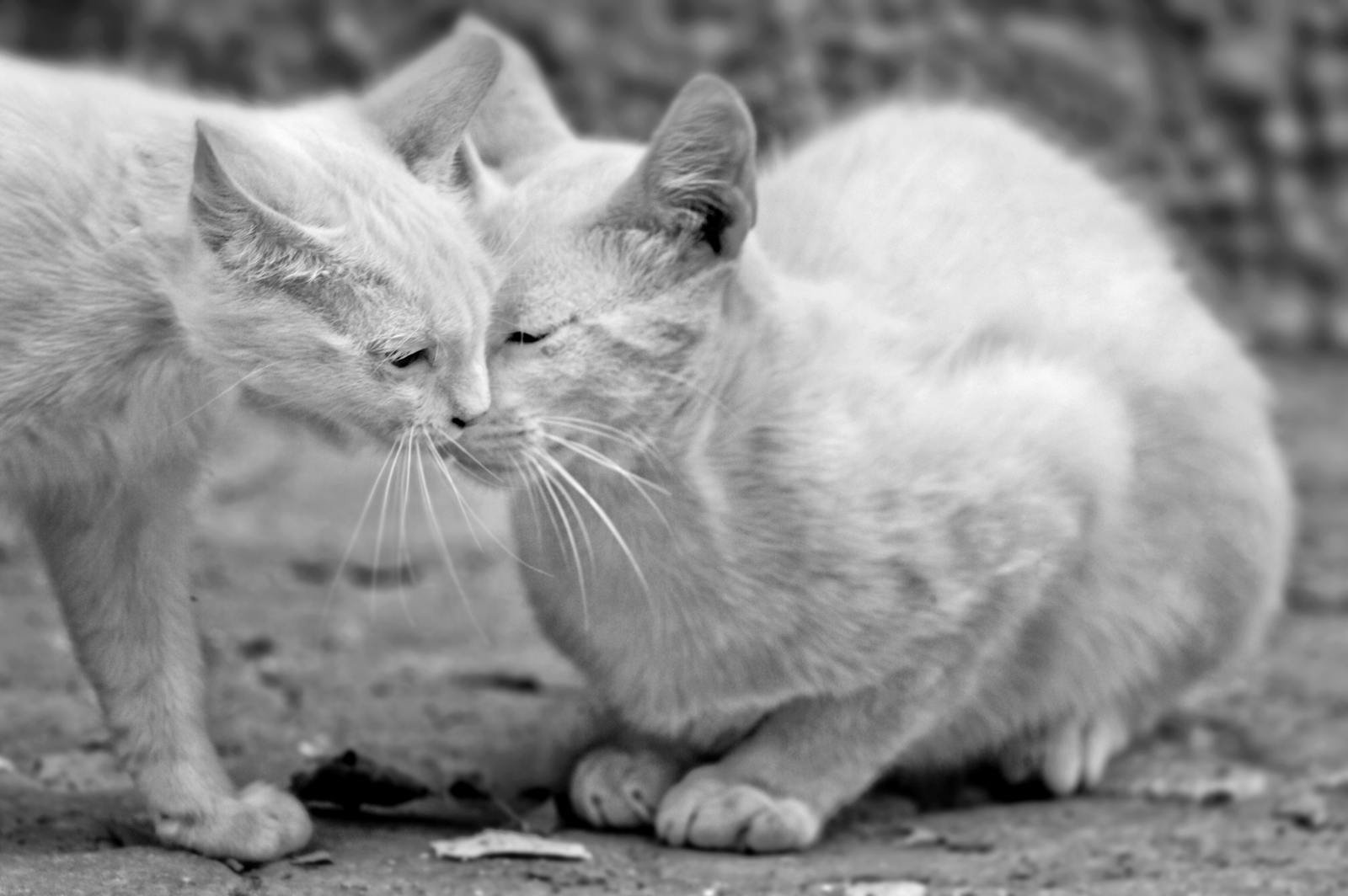 Two cats nuzzling in a heartwarming black and white close-up scene.