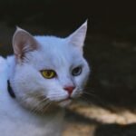 Close-up of a white cat with one yellow and one blue eye, showcasing its unique beauty.