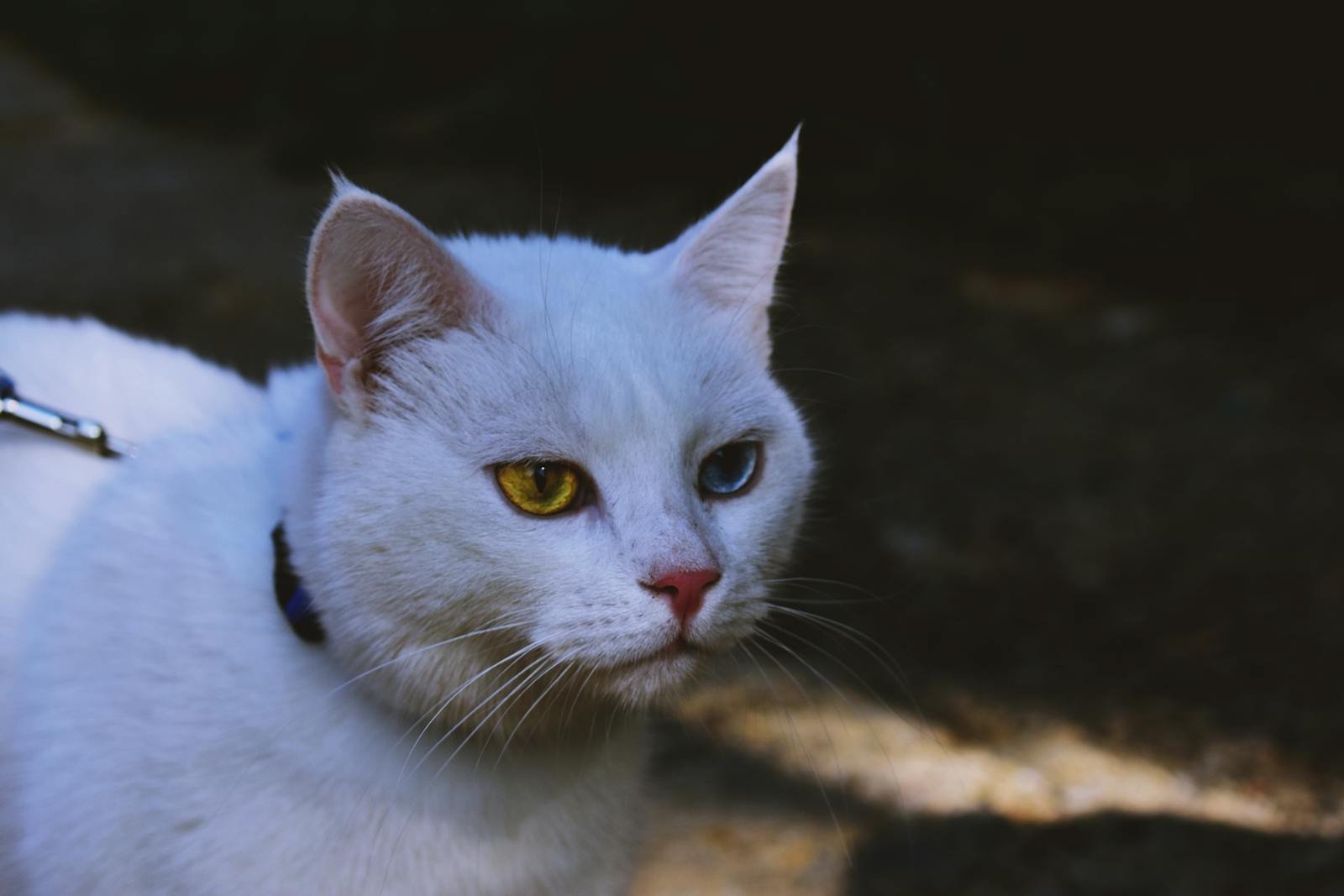 Close-up of a white cat with one yellow and one blue eye, showcasing its unique beauty.