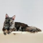 A beautiful gray Maine Coon cat lying comfortably on a wooden shelf.