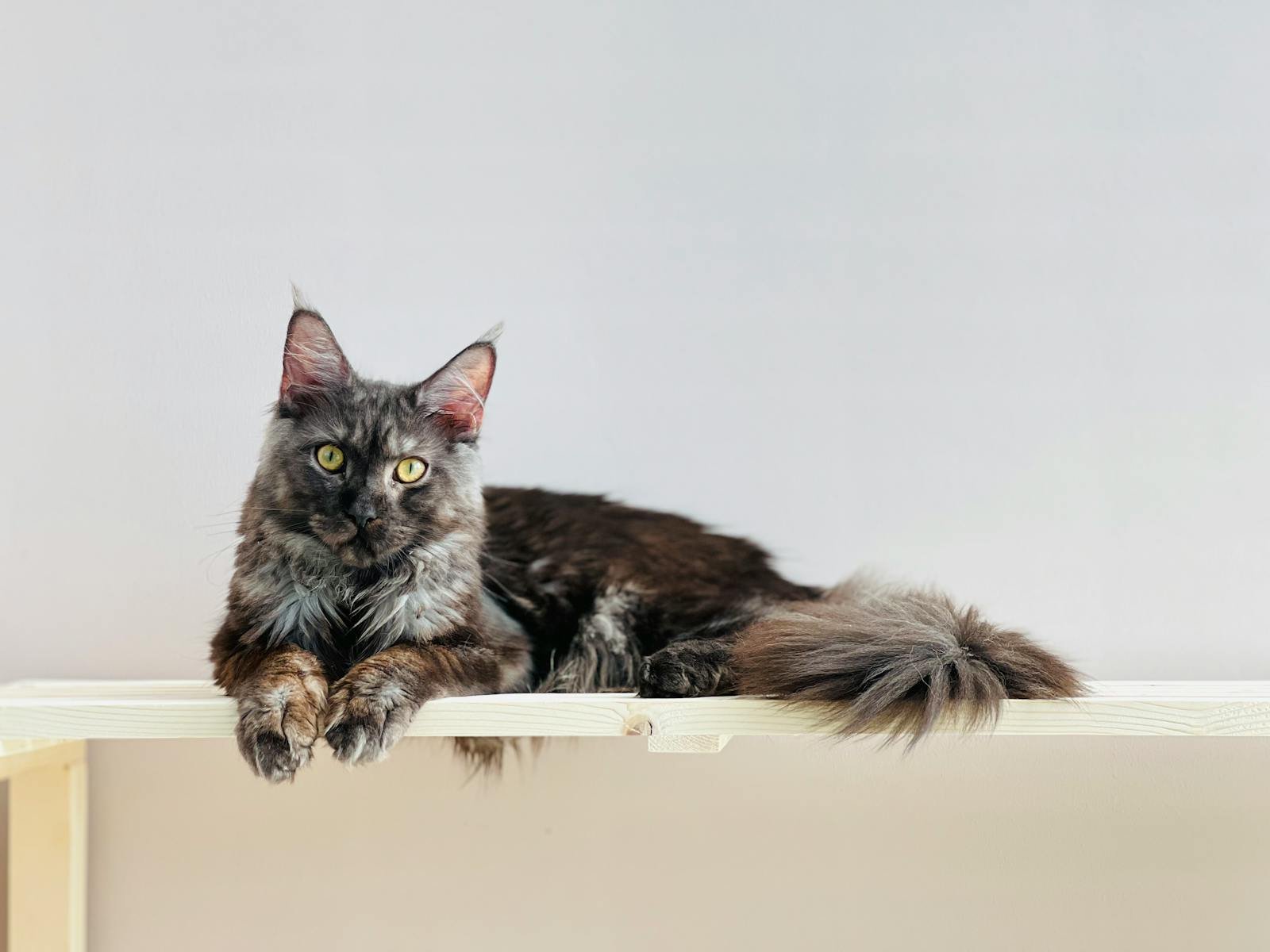 A beautiful gray Maine Coon cat lying comfortably on a wooden shelf.