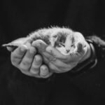 A heartwarming black and white image of a tiny newborn kitten gently cradled in human hands.