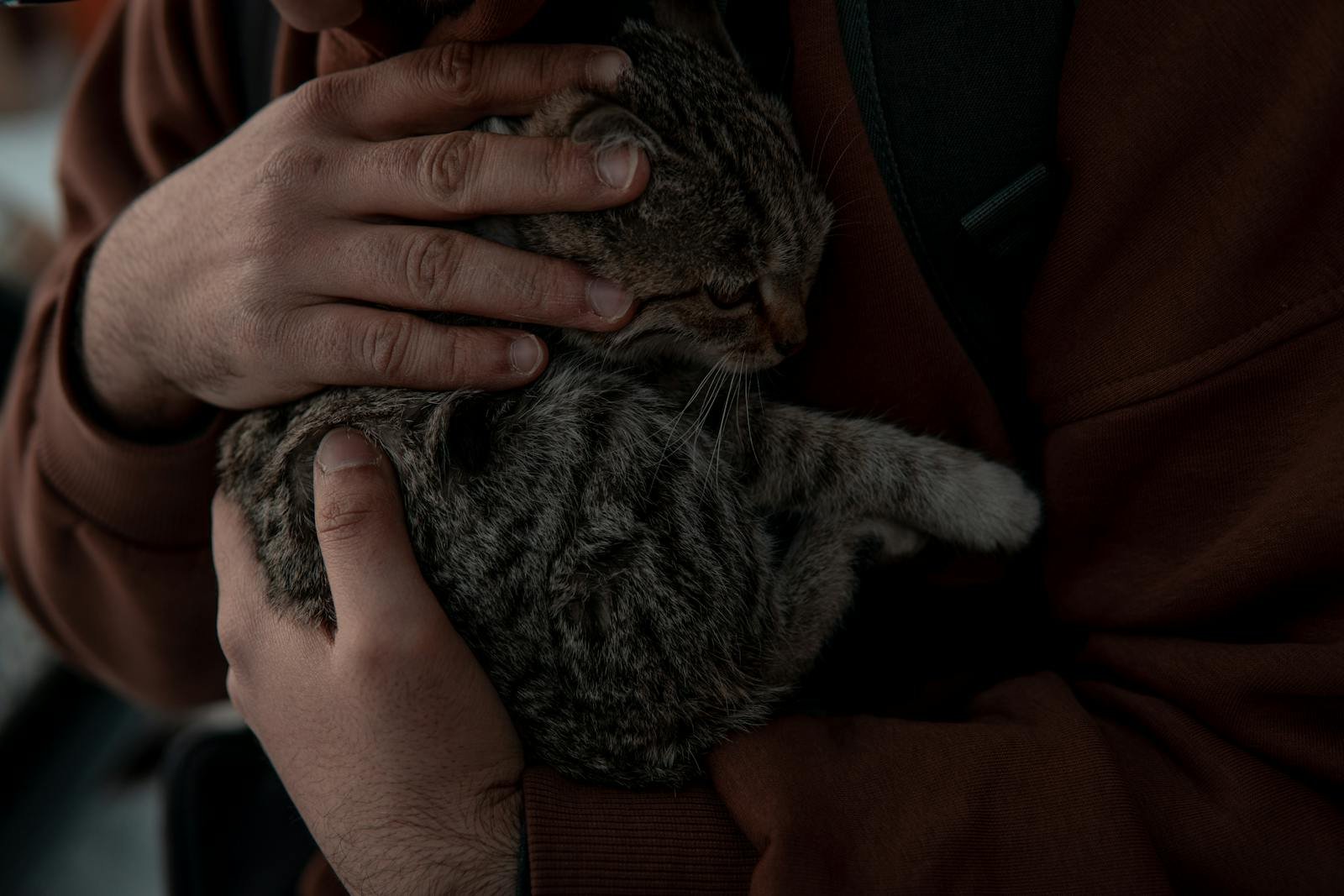 A person gently holds and comforts a tabby cat, capturing a tender and intimate moment.