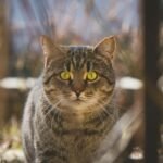 A detailed close-up of a tabby cat with striking green eyes looking directly at the camera.