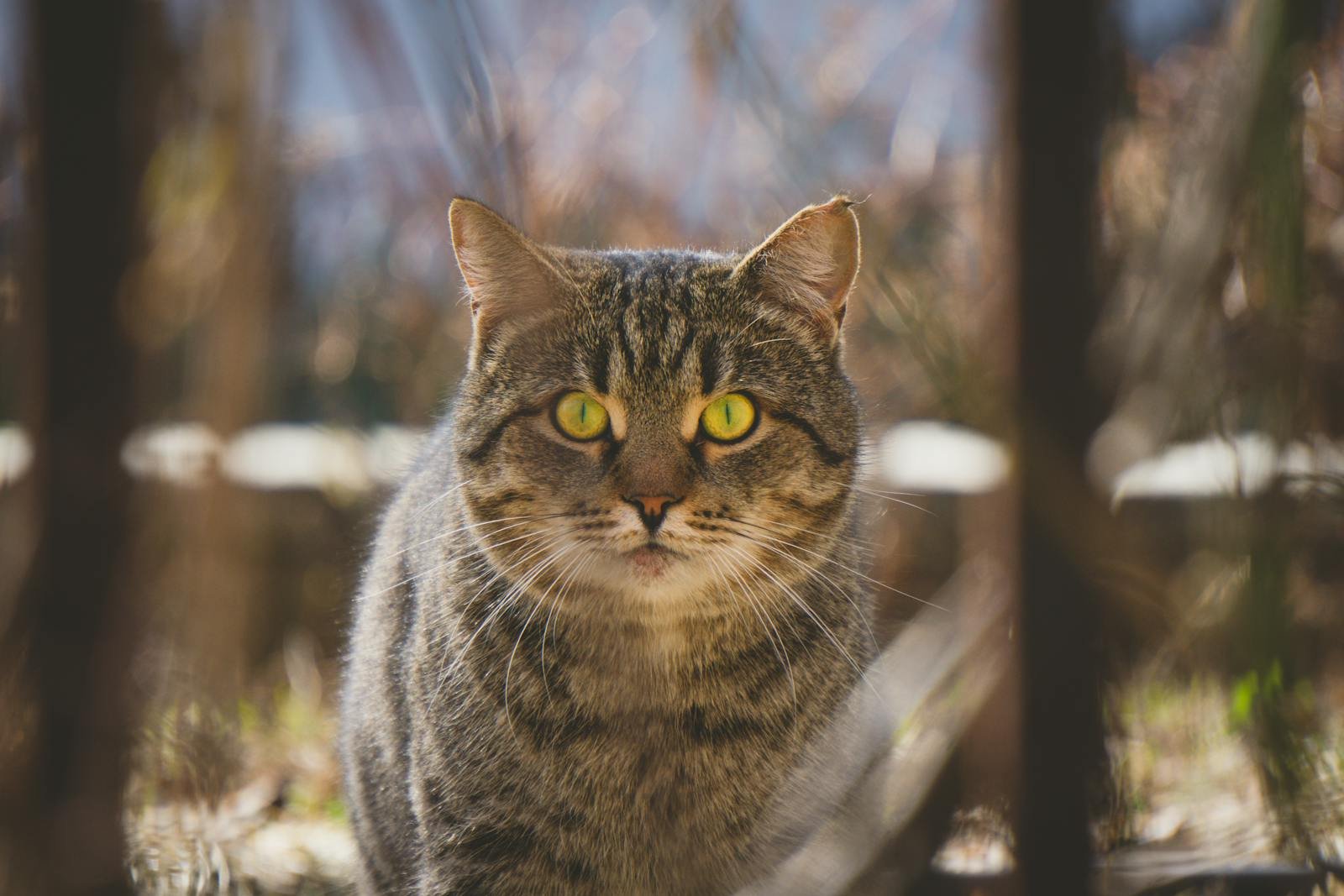 A detailed close-up of a tabby cat with striking green eyes looking directly at the camera.