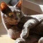 A graceful grey cat lies comfortably on the floor bathed in sunlight, displaying calmness and elegance.