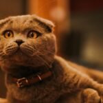 Adorable Scottish Fold cat with a cute expression and collar, captured indoors.