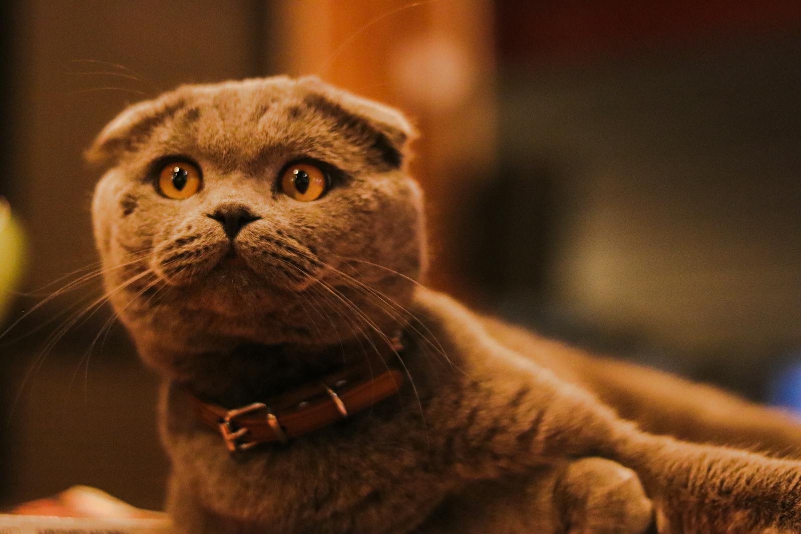 Adorable Scottish Fold cat with a cute expression and collar, captured indoors.