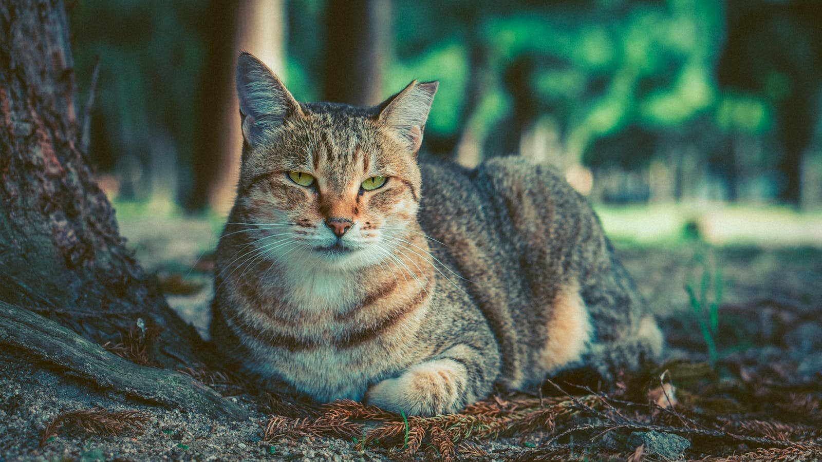 Charming tabby cat resting in a tranquil forest environment, showcasing natural beauty.