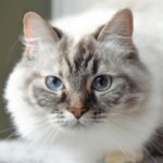 Adorable close-up of a Ragdoll cat with striking blue eyes and light fur, showcasing its furry details.