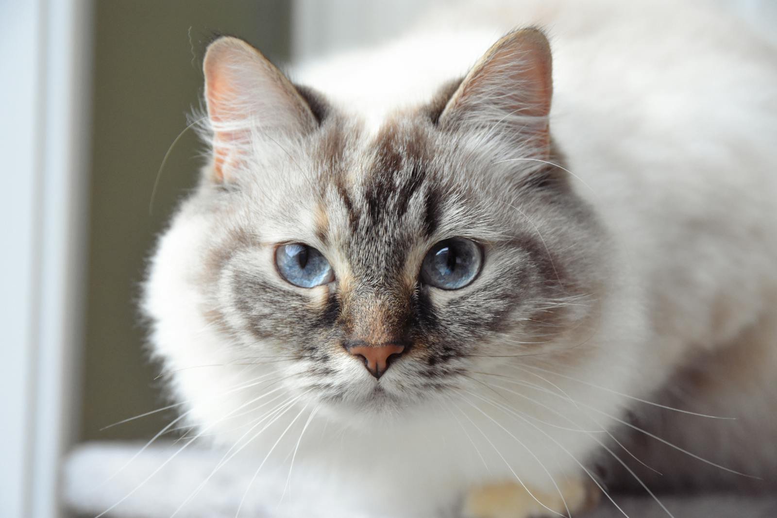 Adorable close-up of a Ragdoll cat with striking blue eyes and light fur, showcasing its furry details.