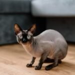 A close-up of a Sphynx cat indoors on a wooden floor in Brașov, Romania.