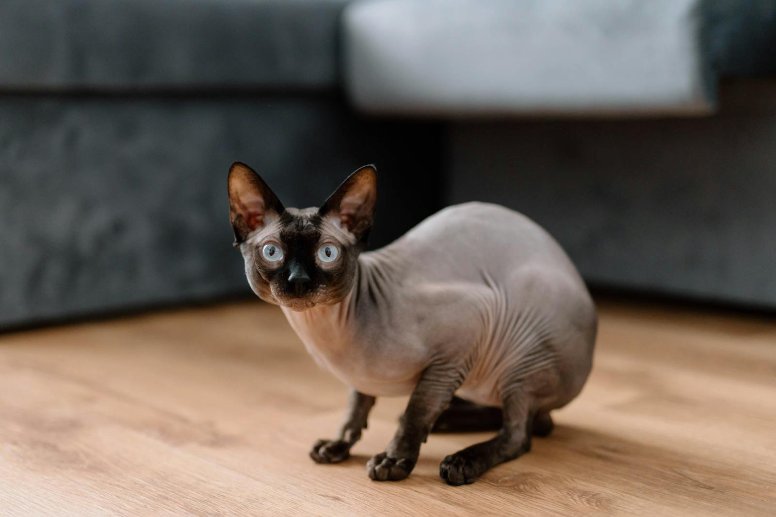 A close-up of a Sphynx cat indoors on a wooden floor in Brașov, Romania.