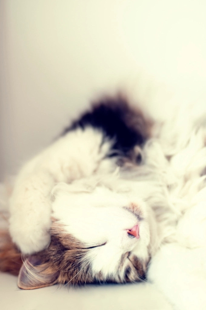 Loving Head Butts and Nudges (image credits: rawpixel)
