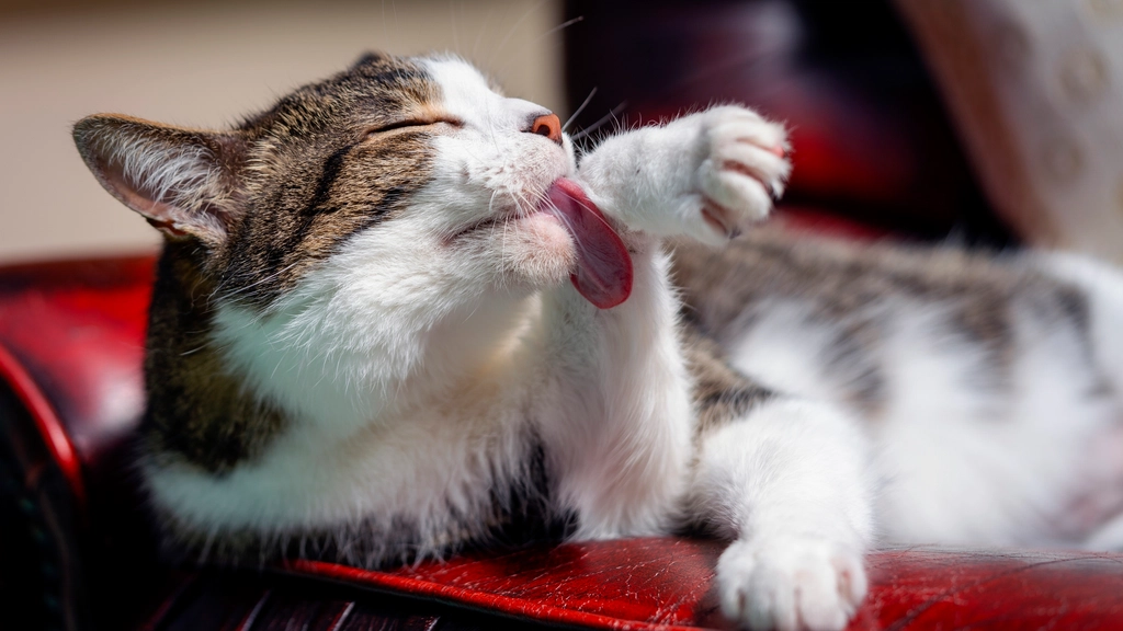 Excessive Grooming (image credits: rawpixel)