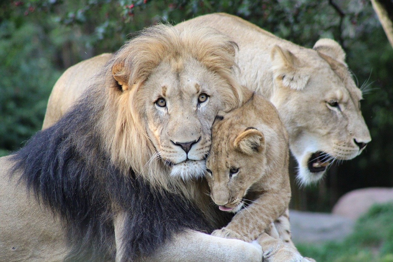 The Social Dynamics of Lion Prides (image credits: pixabay)