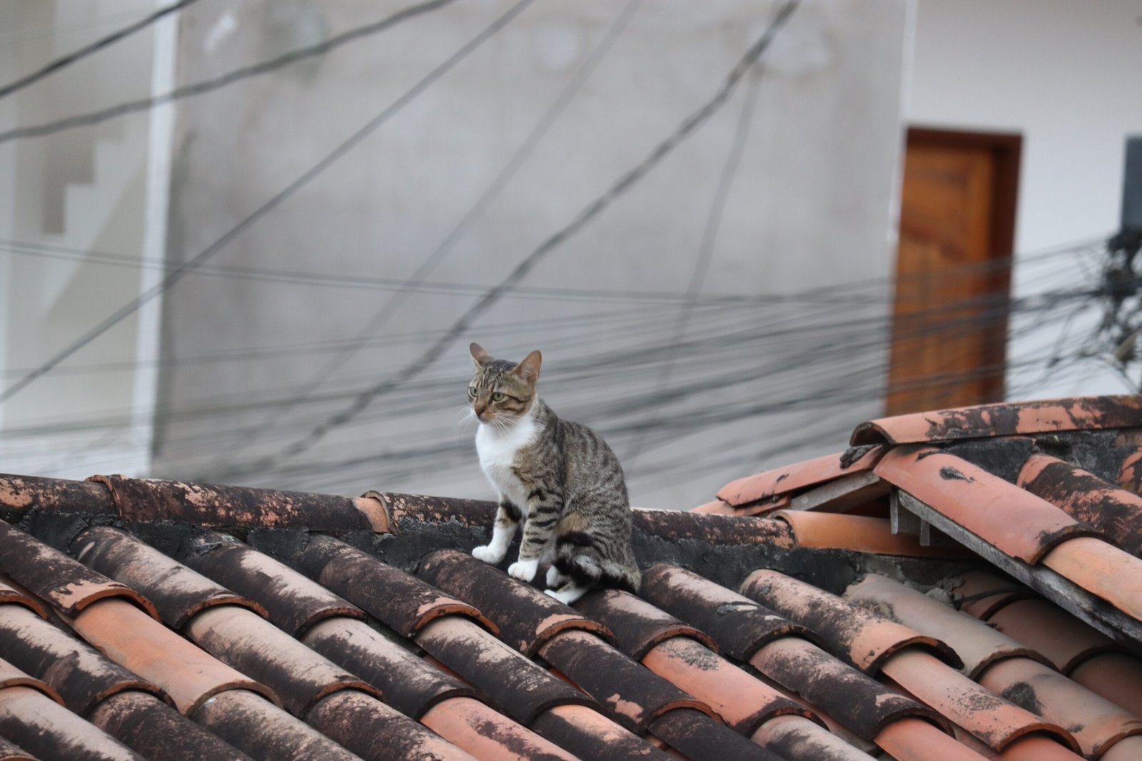 Marking Territory (image credits: wikimedia)