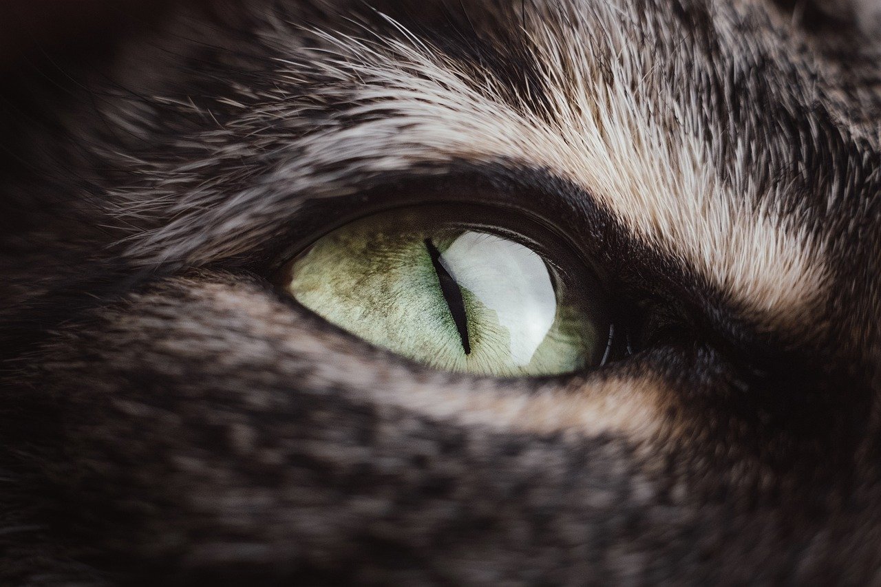 The Subtlety of Eye Contact (image credits: pixabay)
