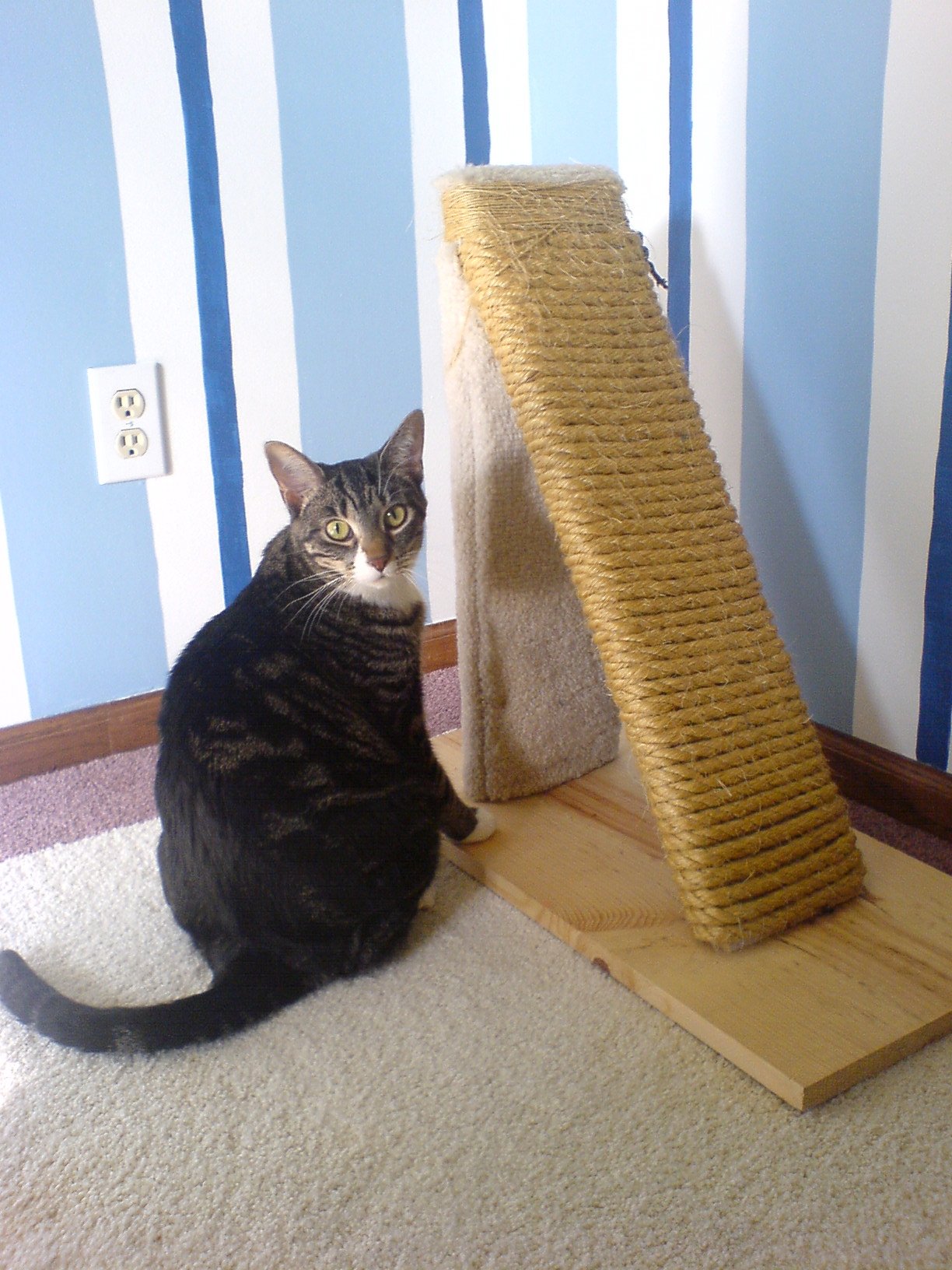 Not Providing Enough Scratching Opportunities (image credits: wikimedia)