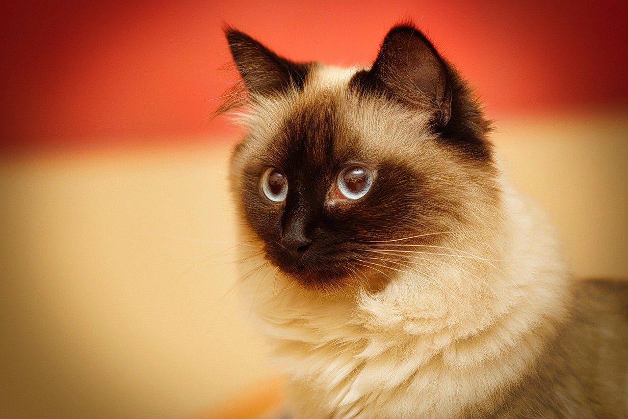 Birman: Soft-hearted and Sensitive (image credits: pixabay)