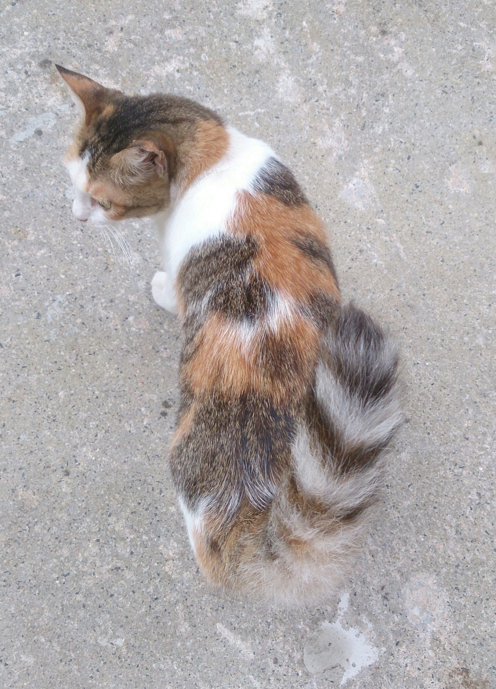 Showing Their Tail Language (image credits: wikimedia)